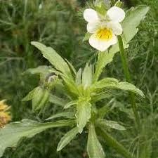 Attēlu rezultāti vaicājumam “Viola arvensis bud”