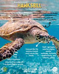 Image result for Eretmochelys imbricata