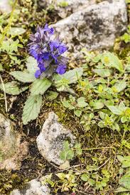 Attēlu rezultāti vaicājumam “Ajuga genevensis”