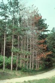 Attēlu rezultāti vaicājumam “Heterobasidion annosum”