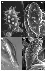 Attēlu rezultāti vaicājumam “Lentaria sp.”