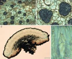 Attēlu rezultāti vaicājumam “Porpidia macrocarpa”