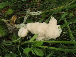 Attēlu rezultāti vaicājumam “Fuligo candida”