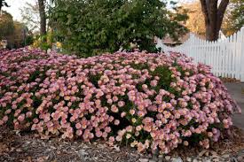 Image result for Chrysanthemum ptarmiciflorum