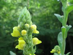 Attēlu rezultāti vaicājumam “Verbascum thapsus bud”