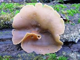 Attēlu rezultāti vaicājumam “Peziza repanda”