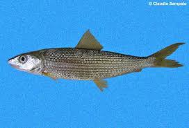 Image result for Albula vulpes