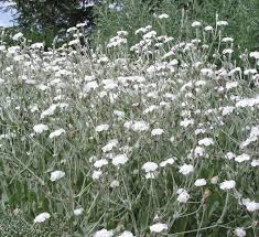 Image result for Lychnis coronaria