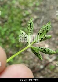 Attēlu rezultāti vaicājumam “Tranzschelia anemones”