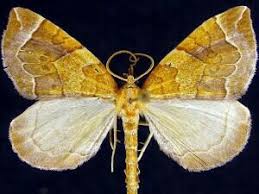 Attēlu rezultāti vaicājumam “Eulithis testata”