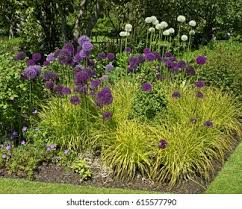 Attēlu rezultāti vaicājumam “Carex elata flower”