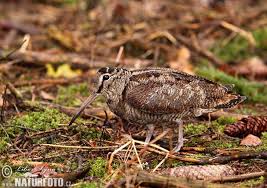 Attēlu rezultāti vaicājumam “Scolopax rusticola”