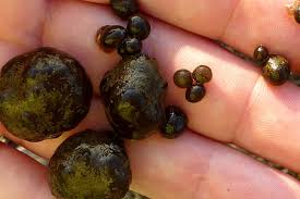 Attēlu rezultāti vaicājumam “Nostoc pruniforme”