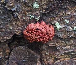 Attēlu rezultāti vaicājumam “Heterotrichia oerstedii (syn. Arcyria oerstedii)”