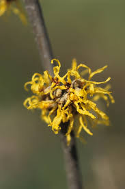 Attēlu rezultāti vaicājumam “Hamamelis japonica”