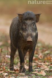 Attēlu rezultāti vaicājumam “Sus scrofa”