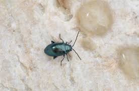 Attēlu rezultāti vaicājumam “Altica sp.”