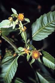 Attēlu rezultāti vaicājumam “Bidens frondosa flower”