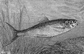 Image result for Alosa alosa