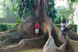 Image result for шри ланка королевский ботанический сад