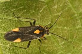 Attēlu rezultāti vaicājumam “Closterotomus biclavatus imago”