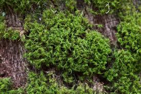 Attēlu rezultāti vaicājumam “Dicranum viride”