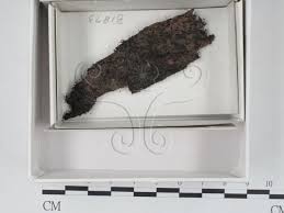 Attēlu rezultāti vaicājumam “Collaria arcyrionema”