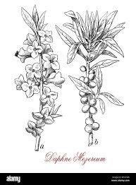 Attēlu rezultāti vaicājumam “Daphne mezereum”