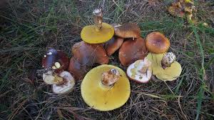 Attēlu rezultāti vaicājumam “Suillus luteus”