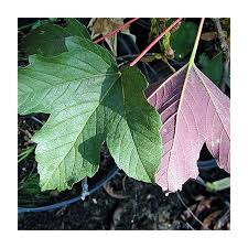 Attēlu rezultāti vaicājumam “Acer pseudoplatanus fo. purpurascens”