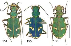 Attēlu rezultāti vaicājumam “Cicindela maritima”