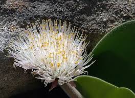 Attēlu rezultāti vaicājumam “Betula humilis male flower”