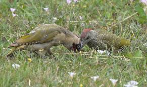 Attēlu rezultāti vaicājumam “Picus viridis nest”