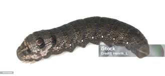 Attēlu rezultāti vaicājumam “Deilephila porcellus”