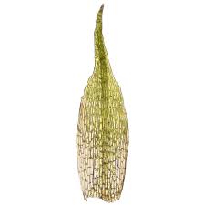 Attēlu rezultāti vaicājumam “Seligeria pusilla”