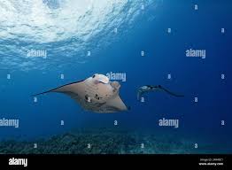 Image result for Mobula alfredi