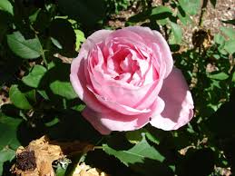 Attēlu rezultāti vaicājumam “Rosa glabrifolia”