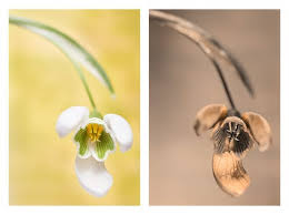 Attēlu rezultāti vaicājumam “Galanthus nivalis flower”