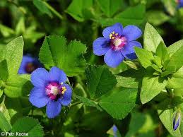 Attēlu rezultāti vaicājumam “Anagallis arvensis leaf”