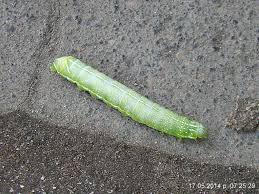 Attēlu rezultāti vaicājumam “Amphipyra pyramidea”