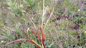 Attēlu rezultāti vaicājumam “Eriophorum latifolium leaf”