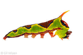 Attēlu rezultāti vaicājumam “Phronia sp. larva”