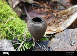 Attēlu rezultāti vaicājumam “Urnula craterium”