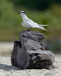 Attēlu rezultāti vaicājumam “Sterna”