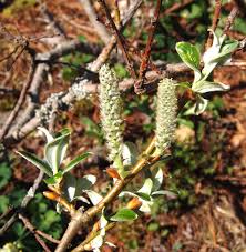 Attēlu rezultāti vaicājumam “Salix x doniana”