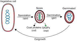 Attēlu rezultāti vaicājumam “Serpoleskea subtilis sporophyte”