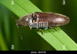 Attēlu rezultāti vaicājumam “Athous sp.”