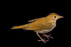 Image result for Seiurus aurocapilla