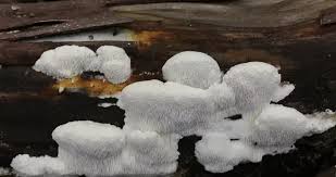 Attēlu rezultāti vaicājumam “Antrodia”