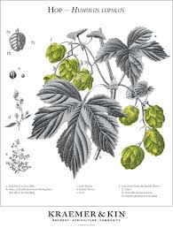 Attēlu rezultāti vaicājumam “Humulus lupulus fruit”